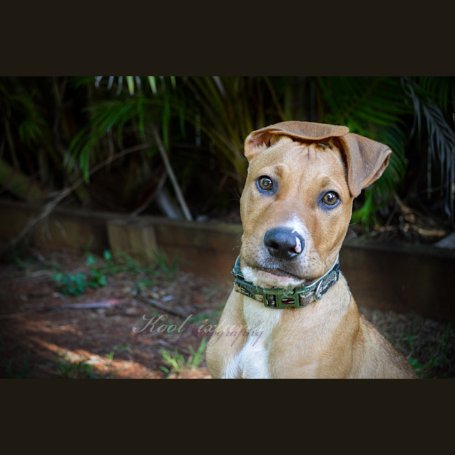 Photo of Sarge 