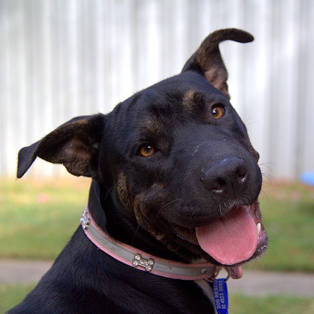 Photo of Poppy ~ Shar Pei X Staffy (On Trial 17/03/16)