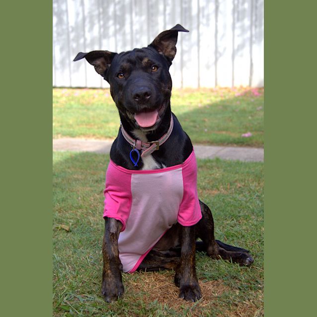 Photo of Poppy ~ Shar Pei X Staffy (On Trial 17/03/16)