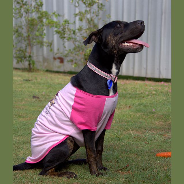 Photo of Poppy ~ Shar Pei X Staffy (On Trial 17/03/16)