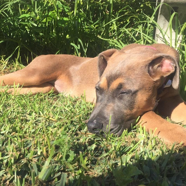 Photo of Cinnamon Dl1395