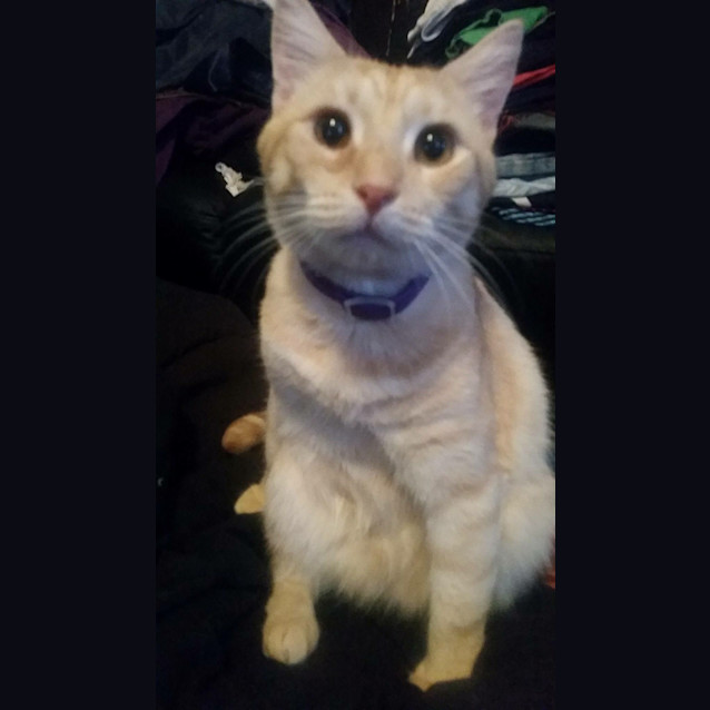 Photo of Max (Cat/Child/Dog Friendly)