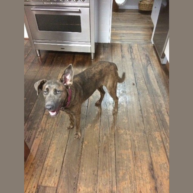 Photo of Rosie Loyal Sweet And Intelligent