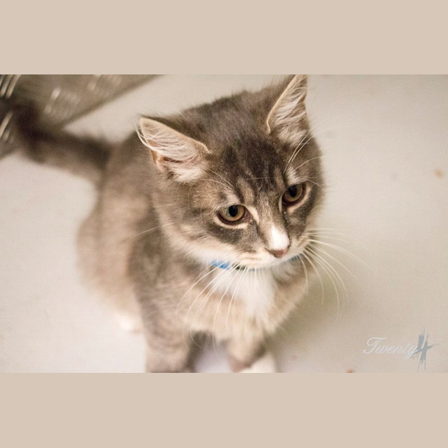 Photo of Spruce (0677)