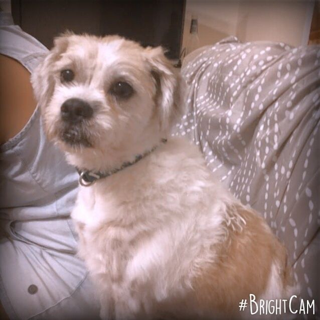 Photo of Bella A Beautiful Cuddly Girl