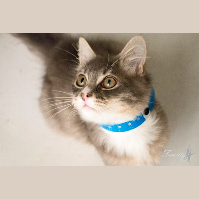 Photo of Spruce (0677)