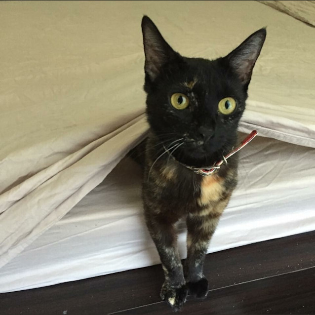 Photo of Maisy ** I'm Just $25! **