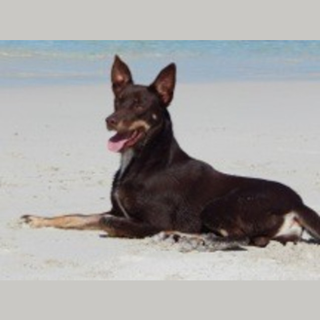 Photo of Bosco Ed0039 