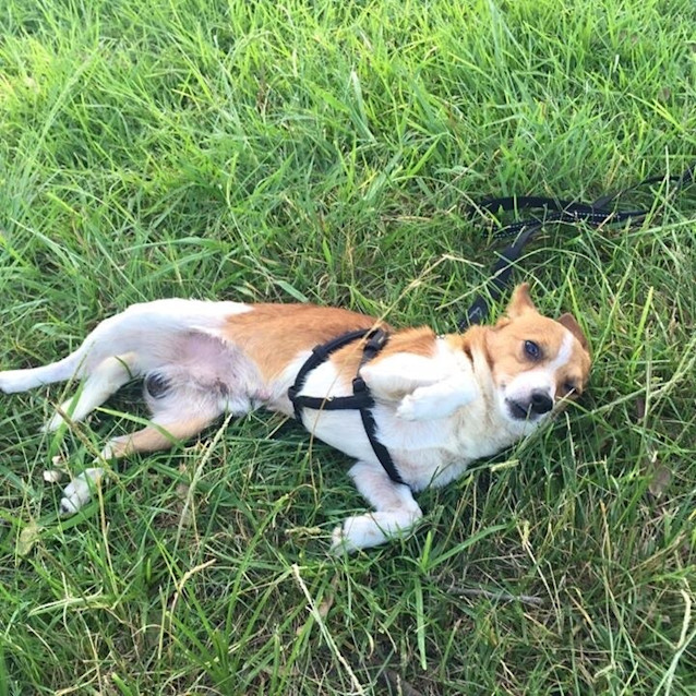 Photo of Teenie Tiny Oscar