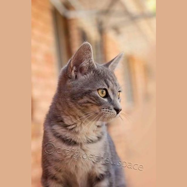 Photo of Chanel Kitten