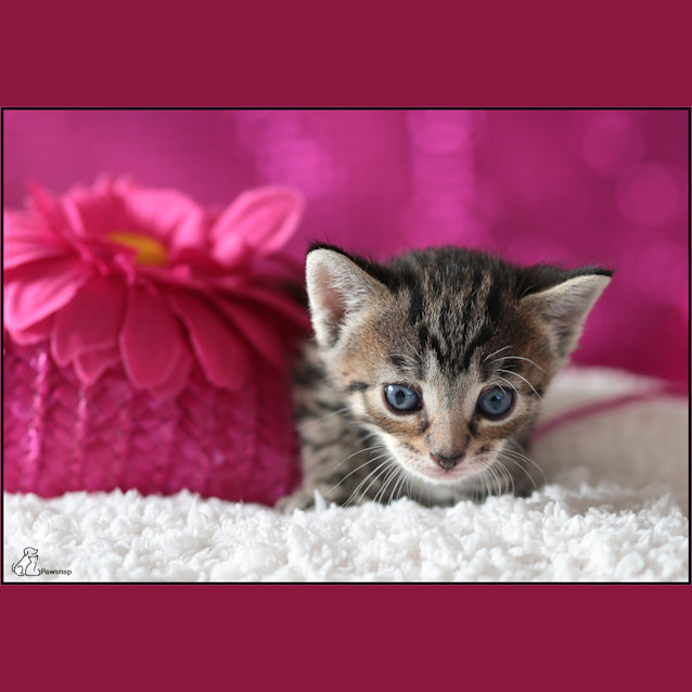 Photo of Ada *Adoption Pending *