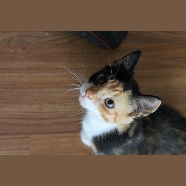 Photo of Cute Cricket 