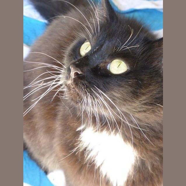 Photo of Amarlia Adoption Fee $100