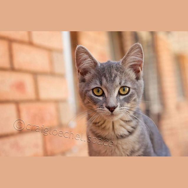 Photo of Chanel Kitten