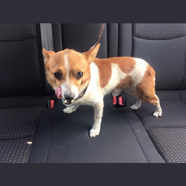 Photo of Teenie Tiny Oscar