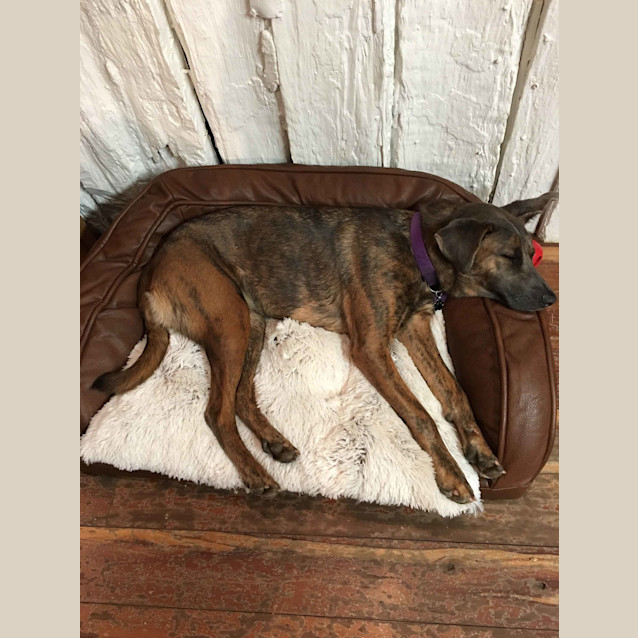 Photo of Rosie Loyal Sweet And Intelligent