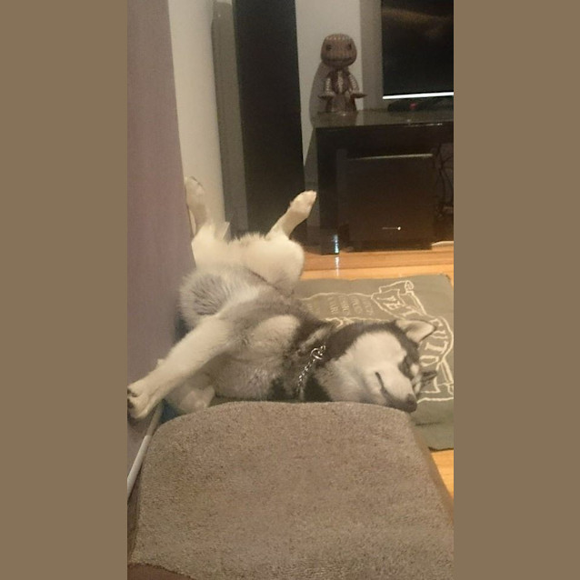 Photo of Ollie