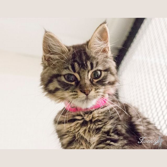 Photo of Hylton (0942)