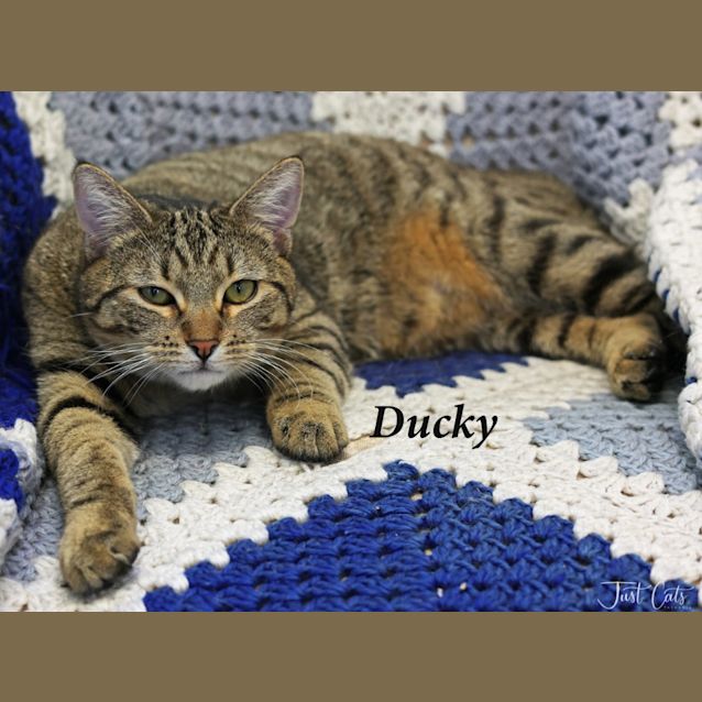 Photo of Ducky