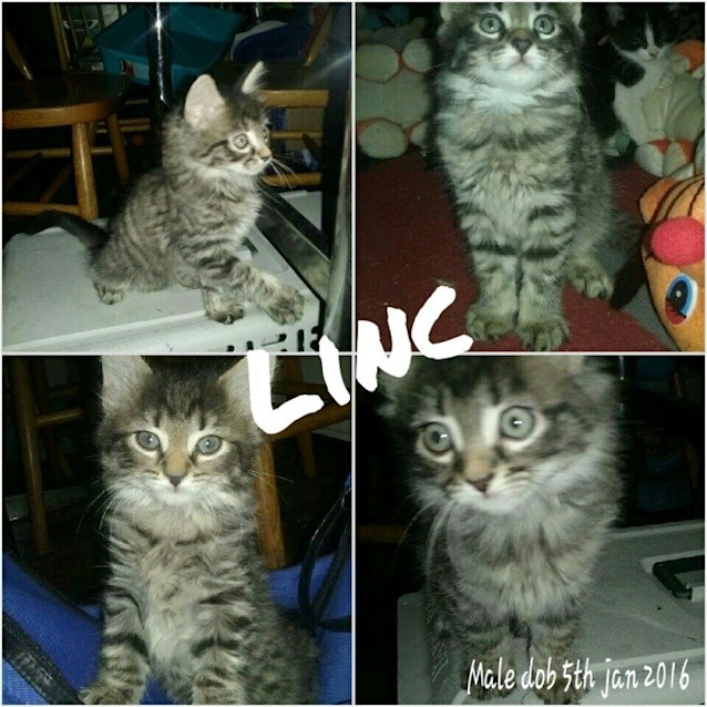 Photo of Linc