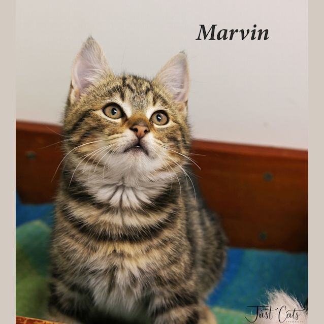 Photo of Marvin