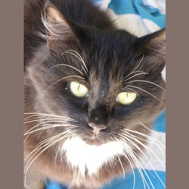 Photo of Amarlia Adoption Fee $100