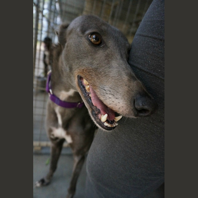 Photo of Bella (On Trial)