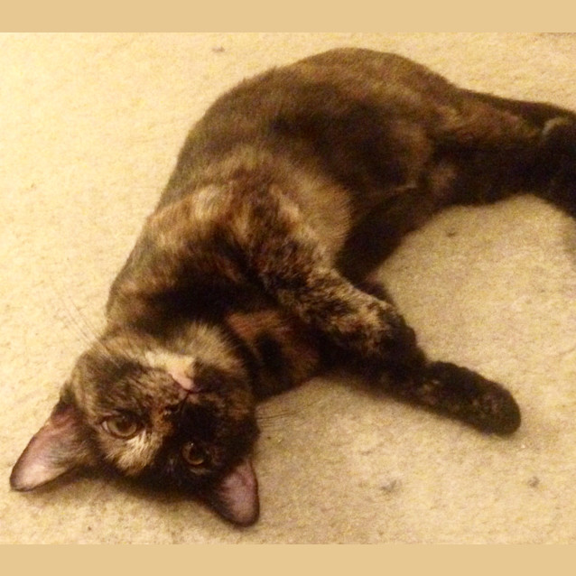 Photo of Shiloh