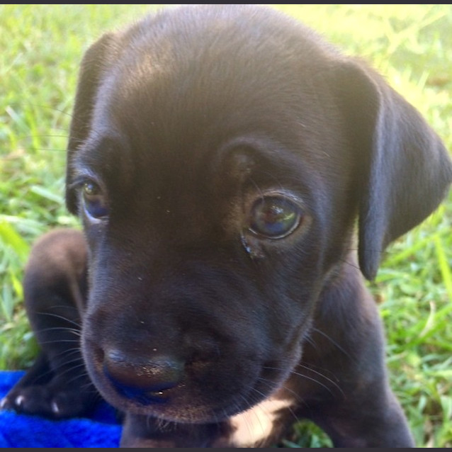 Photo of Vader