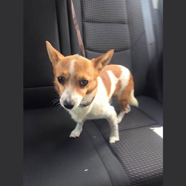 Photo of Teenie Tiny Oscar