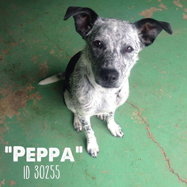 Photo of Peppa 30255