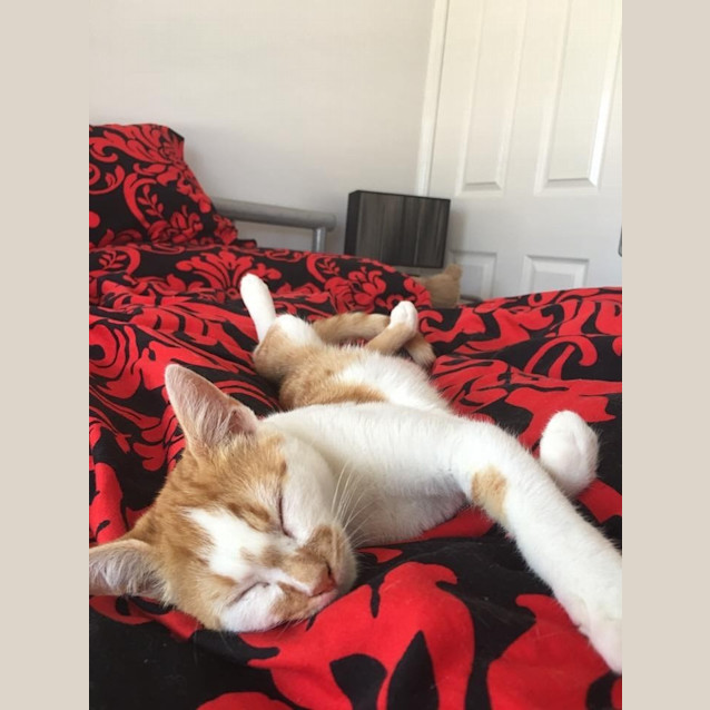 Photo of Oscar  