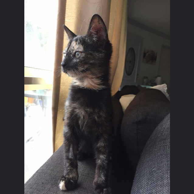 Photo of Tiger *•Adopt Me•* I'm Stunning, Sweet & Loving💖! 