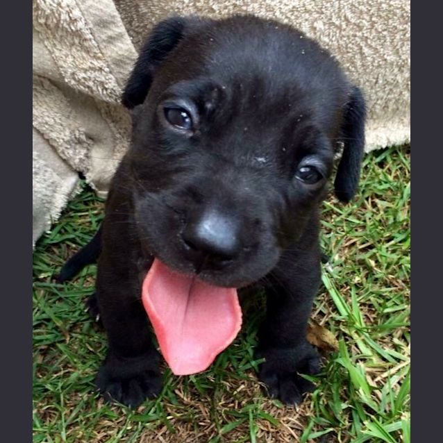 Photo of Winnie *Adoption Pending *