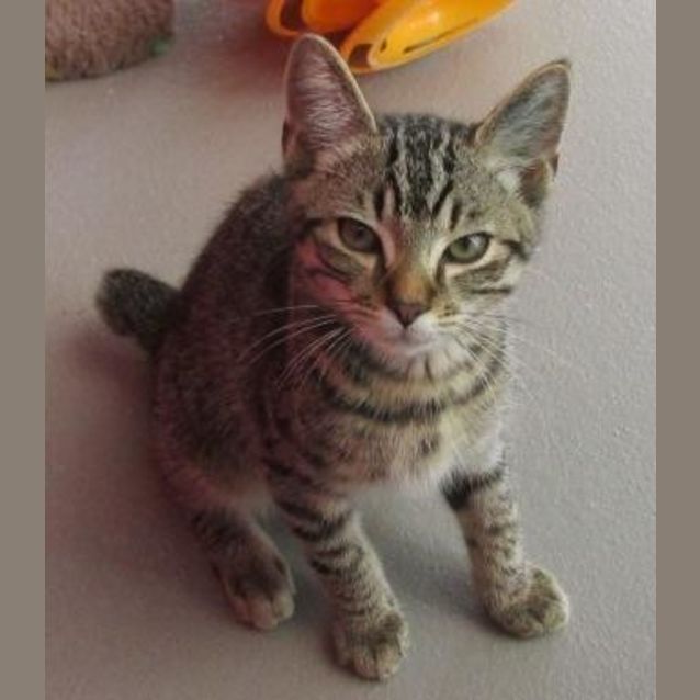 Photo of Mojo