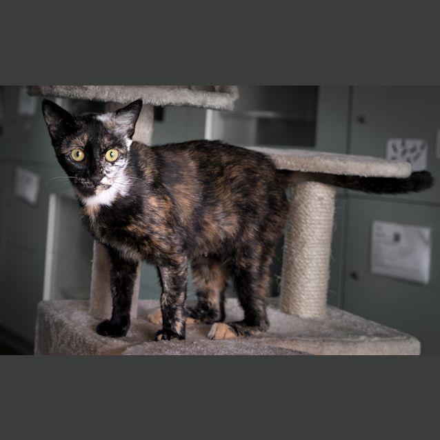 Photo of Marble