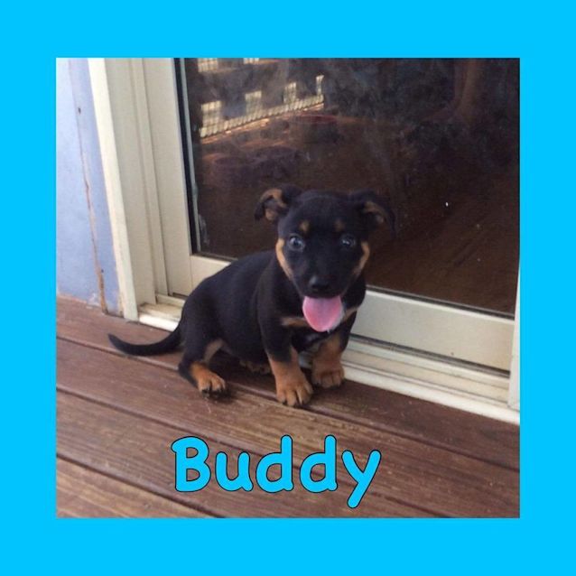 Photo of Buddy Now Named Archie