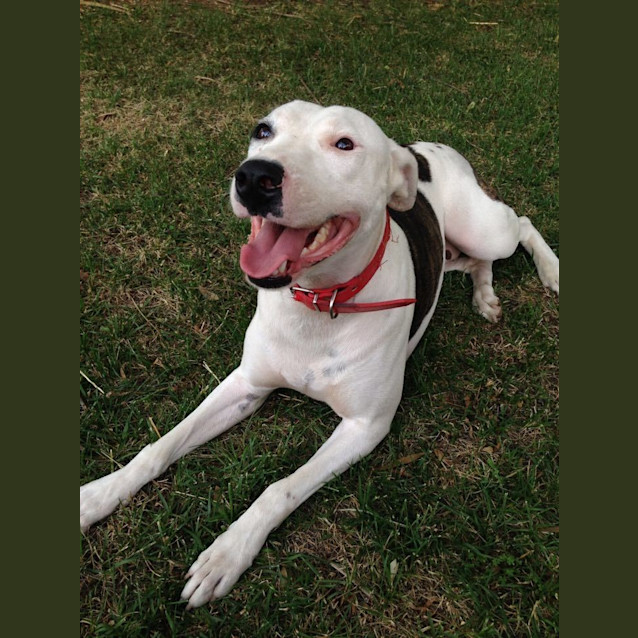 Photo of Willow