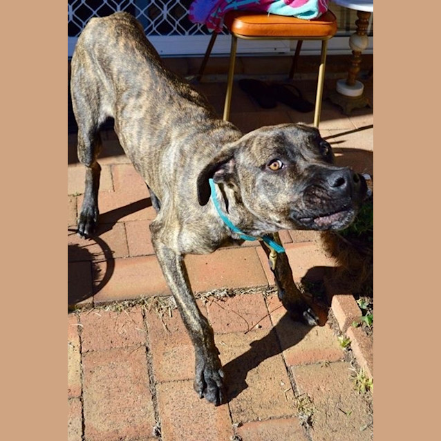 Photo of York (Dog/Cat Friendly)