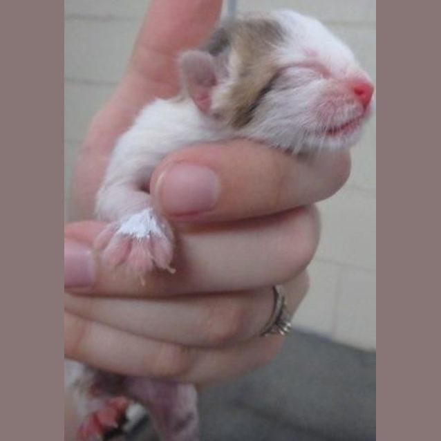 Photo of Bullet