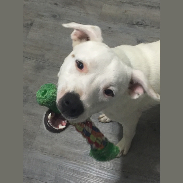 Photo of Winnie (Dog Friendly)