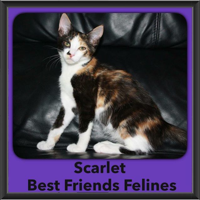 Photo of Scarlet 