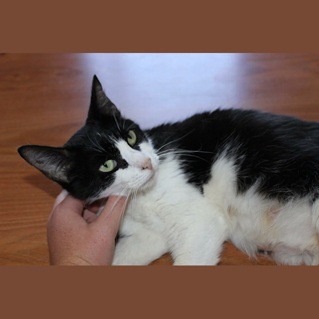 Photo of *Audrey Hepburn* Are You Seeking Affection?