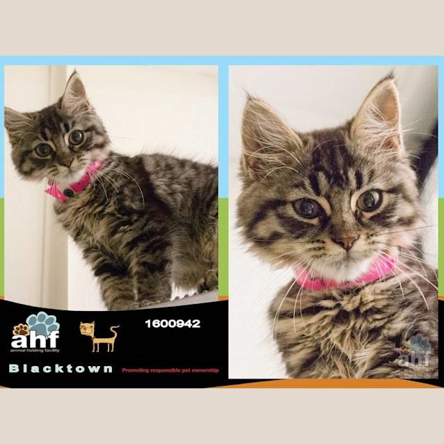 Photo of Hylton (0942)