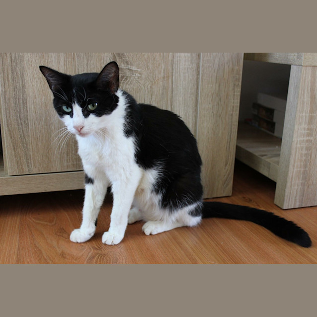 Photo of *Audrey Hepburn* Are You Seeking Affection?