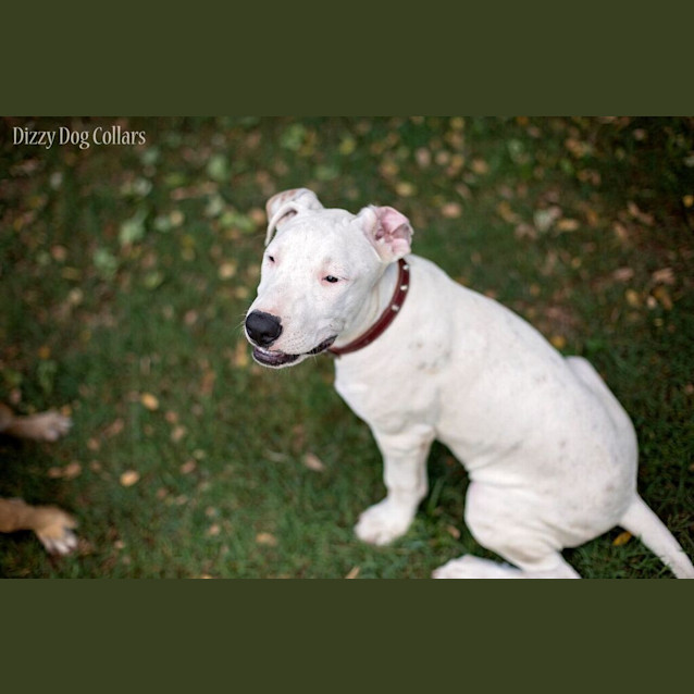 Photo of Solo 