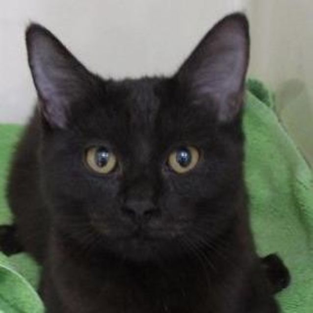 Photo of Otto