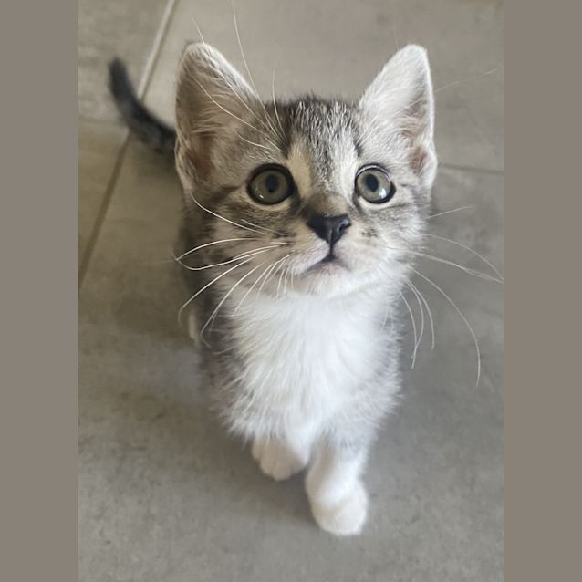 Photo of Misty