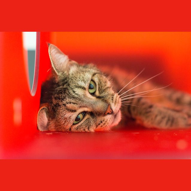 Photo of Dexter