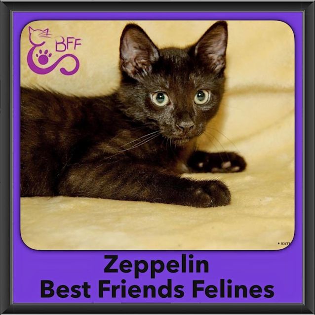 Photo of Zeppelin 